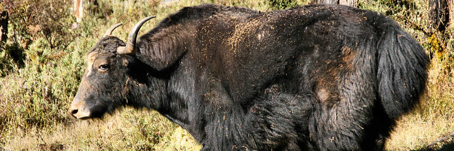 Bhutan_TrongsaToLobesa_9074.jpg