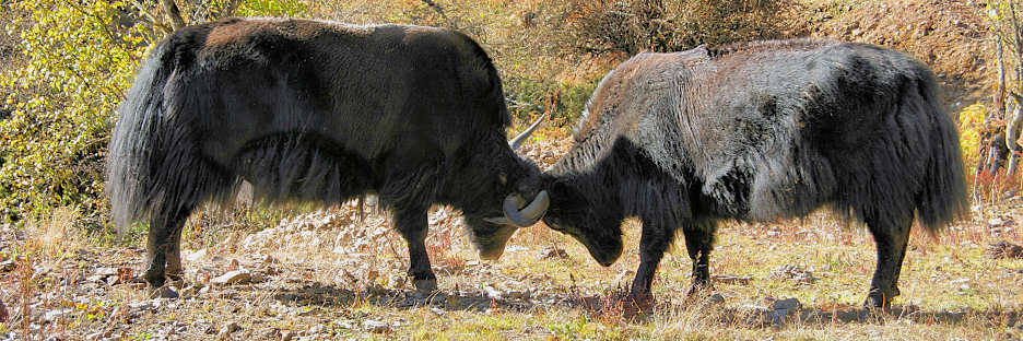 Bhutan_TrongsaToLobesa_9079.jpg