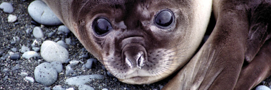 ElephantSeals7.jpg