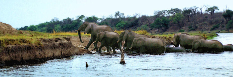 Elephants6ChobeRiver_g_m_4000.jpg