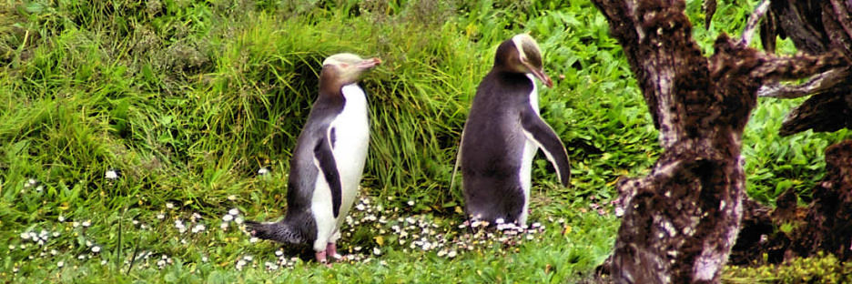 EnderbyIslandYellowEyedPenguins8.jpg