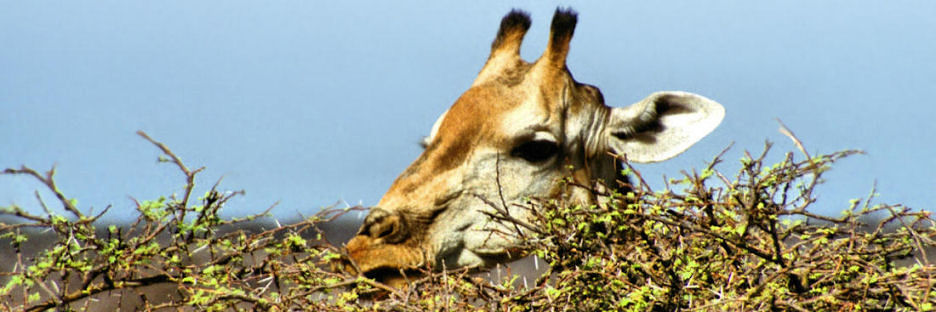 EtoshaGiraffe3_4000.jpg