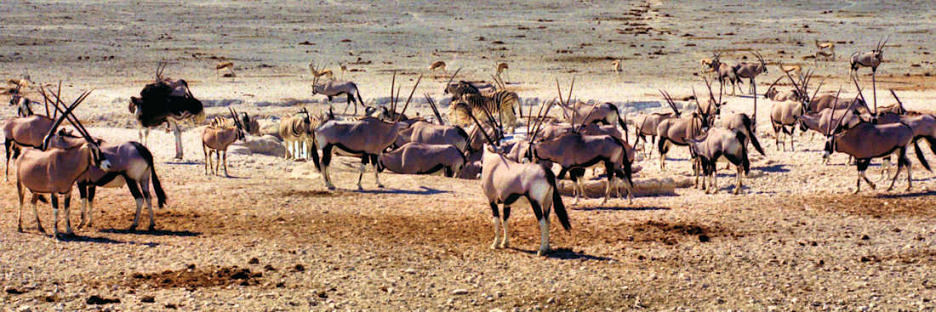 EtoshaOryx6_4000.jpg