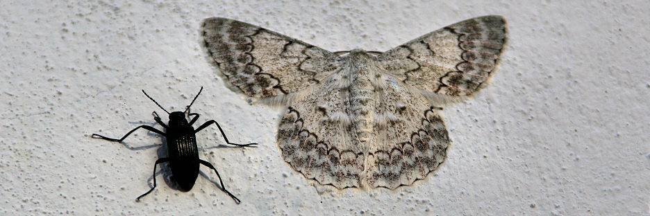 MountKinabaluMoths_0018_g.jpg