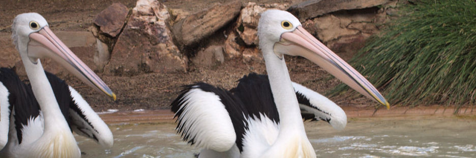 Pelicans_P6162340.jpg
