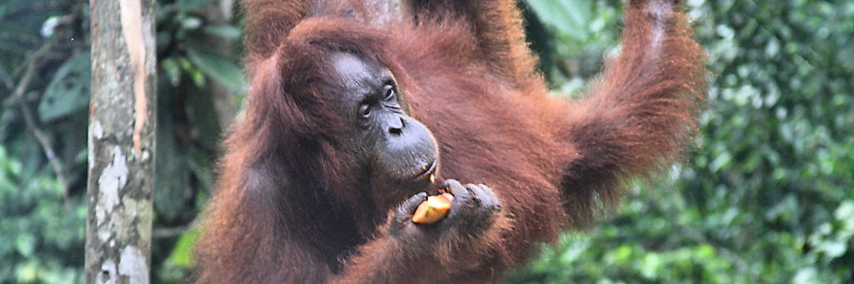 Semenggoh_0124_m.jpg