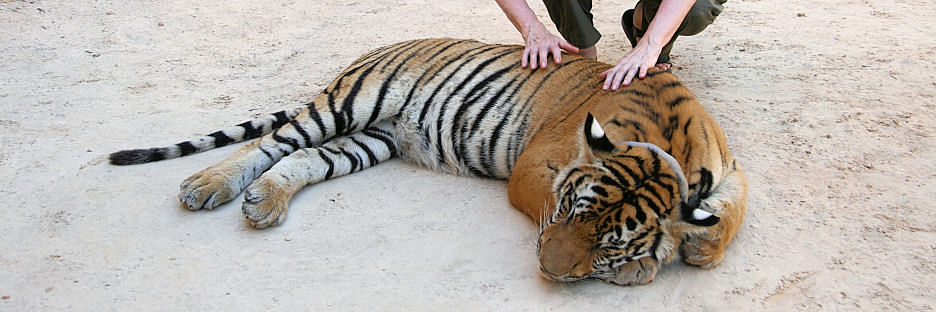 Thailand_TigerTemple_9636.jpg