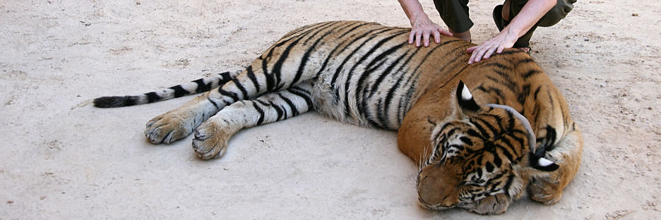Thailand_TigerTemple_9637.jpg