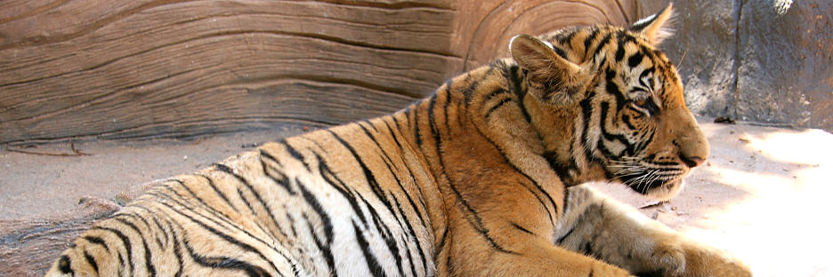 Thailand_TigerTemple_9681_g.jpg