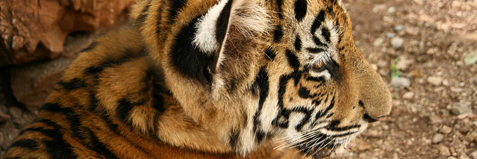 Thailand_TigerTemple_9686.jpg