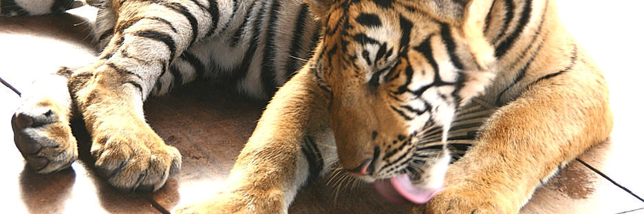 Thailand_TigerTemple_9763.jpg