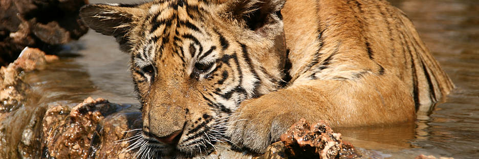 Thailand_TigerTemple_9814.jpg