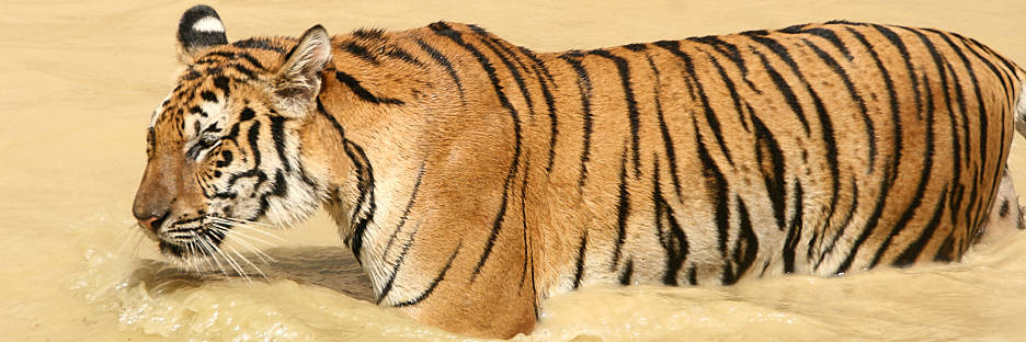 Thailand_TigerTemple_9830.jpg