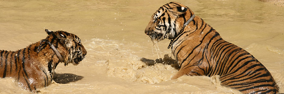 Thailand_TigerTemple_9844.jpg