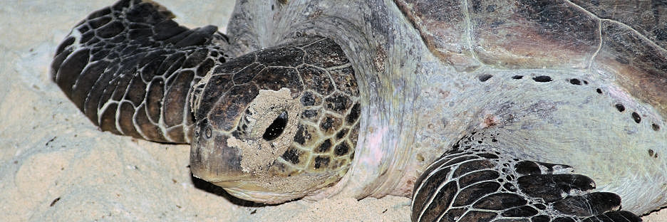 TurtleIsland_0062.jpg