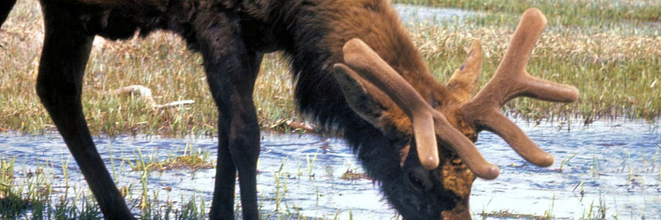 Wyoming_29_Yellowstone_MuleDeer_g.jpg
