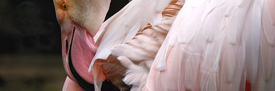 Zoo_0794_GreaterFlamingo.jpg