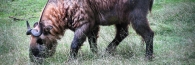 Bhutan_Taikin_0128