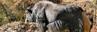 Bhutan_TrongsaToLobesa_9069