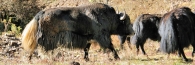 Bhutan_TrongsaToLobesa_9070