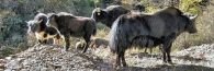 Bhutan_TrongsaToLobesa_9073