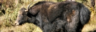 Bhutan_TrongsaToLobesa_9074