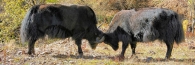 Bhutan_TrongsaToLobesa_9079