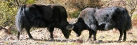 Bhutan_TrongsaToLobesa_9080
