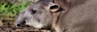 BrazililianTapir_P6162317