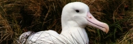 CampbellIsland3RoyalAlbatross