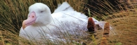 CampbellIslandRoyalAlbatross1_g