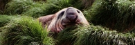 ElephantSeal2