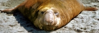 ElephantSeals12