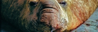 ElephantSeals13