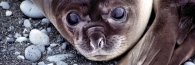 ElephantSeals7