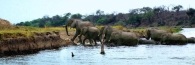 Elephants6ChobeRiver_g_m_4000