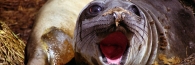 EnderbyIslandHooker'sSeaLion2