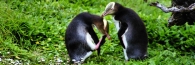 EnderbyIslandYellowEyedPenguins10