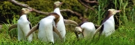 EnderbyIslandYellowEyedPenguins13