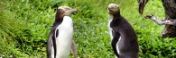 EnderbyIslandYellowEyedPenguins6