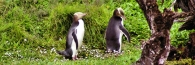 EnderbyIslandYellowEyedPenguins8