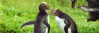 EnderbyIslandYellowEyedPenguins9_g