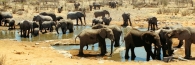 EtoshaElephant10