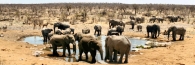 EtoshaElephant13_4000