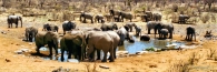 EtoshaElephant17_4000