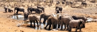 EtoshaElephant19_4000