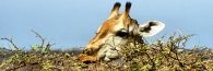 EtoshaGiraffe3_4000