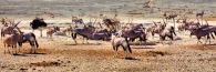 EtoshaOryx6_4000