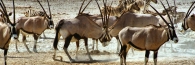 EtoshaOryx8_4000