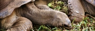 GiantSeychellesTortoises_a_4400